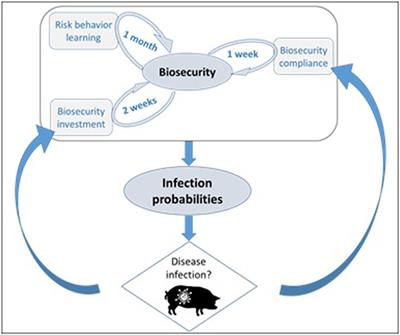 Connecting livestock disease dynamics to human learning and biosecurity decisions